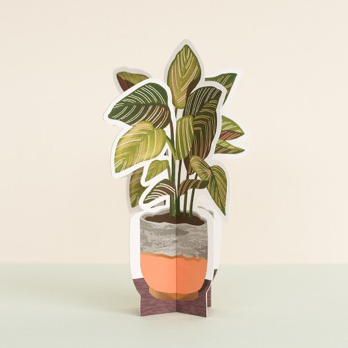 Pinstripe Paper Plant